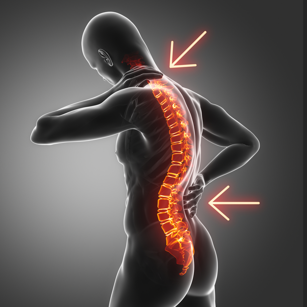 spine spine